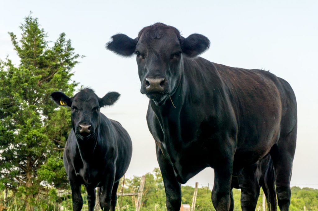 vache black angus