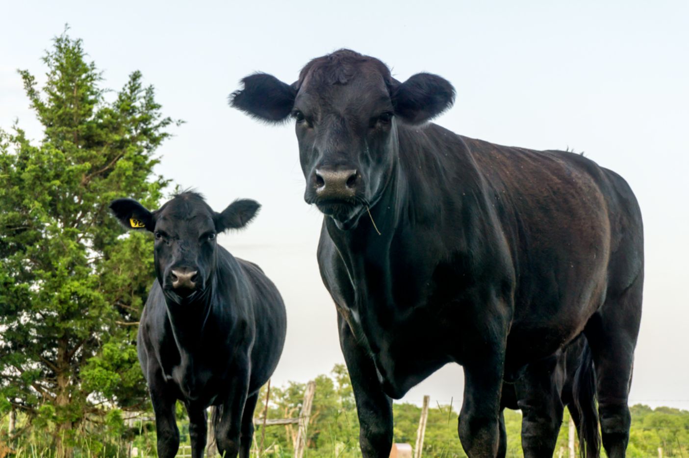 Black Angus Cattle